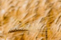 Barley field before harvest