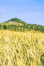 Barley, field with hill Hohenstaufen Royalty Free Stock Photo