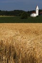 Barley field (Hordeum vulgare) with small church Royalty Free Stock Photo