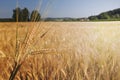 Barley field (Hordeum vulgare) with sun light Royalty Free Stock Photo