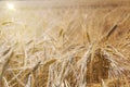 Barley field (Hordeum vulgare) with sun Royalty Free Stock Photo