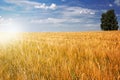 Barley field (Hordeum vulgare) with tree Royalty Free Stock Photo