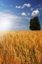 Barley field (Hordeum vulgare) with tree Royalty Free Stock Photo