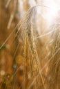 Barley field (Hordeum vulgare) Royalty Free Stock Photo