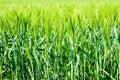 Barley field image, close-up view on fresh ears of young green barley Royalty Free Stock Photo