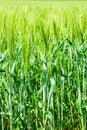 Barley field image, close-up view on fresh ears of young green barley Royalty Free Stock Photo