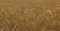 Barley field , Loiret depatment, France