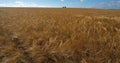 Barley field , Loiret depatment, France