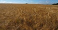 Barley field , Loiret depatment, France