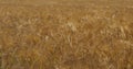 Barley field , Loiret depatment, France