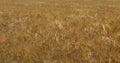 Barley field , Loiret depatment, France