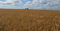 Barley field , Loiret depatment, France