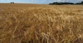 Barley field , Loiret depatment, France