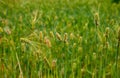 Barley field in Nepal. Royalty Free Stock Photo