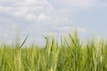 Barley field with ripened green spikes, clear blue sky with clouds. Cereal crops of agricultural plants, a wheat rye barley farmer Royalty Free Stock Photo