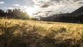 Barley field and sky