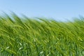 Barley field in spring under blue sky