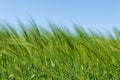 Barley field in spring under blue sky