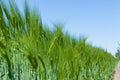 Barley field in spring under blue sky Royalty Free Stock Photo