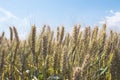 Barley field in summer. Harvest concept