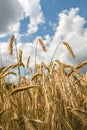 Barley field in summer Royalty Free Stock Photo