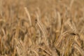 Barley field in summer Royalty Free Stock Photo