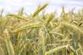Barley field in summer season
