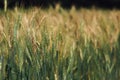 Barley Field in Sunset