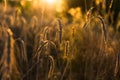 Barley field at sunset close up