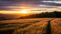 Barley Field Sunset orange glow