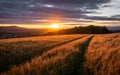 Barley Field Sunset orange glow