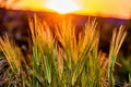 Barley field in sunset time. A close up of green wheat growing. Rye secale cereale Royalty Free Stock Photo