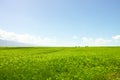 Barley field under blue sky white clouds Royalty Free Stock Photo
