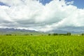 Barley field under blue sky white clouds Royalty Free Stock Photo