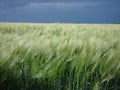 Barley field under a stormy sky Royalty Free Stock Photo