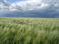 Barley field under a stormy sky Royalty Free Stock Photo