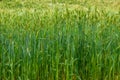 Barley field in Nepal. Royalty Free Stock Photo