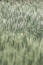 Barley field in vintage color filter. Royalty Free Stock Photo