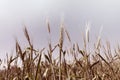 Barley field in vintage color style. Royalty Free Stock Photo