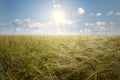 Barley field and wind generator Royalty Free Stock Photo