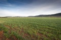 Barley fields in an agricultural landscape in La Mancha Royalty Free Stock Photo