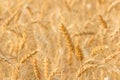 Barley Fields Royalty Free Stock Photo