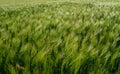 Barley grain heads sway in summer breeze