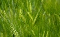 Barley grain heads sway in summer breeze