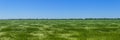 Barley fields in spring under blue sky