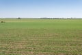 Barley fields in a system of dryland agriculture