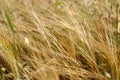 Barley, golden ears up close, ripe crop before harvest