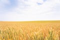 Barley golden fields and summer country side Scene background Royalty Free Stock Photo