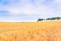 Barley golden fields and summer country side Scene background Royalty Free Stock Photo
