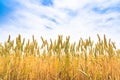 Barley golden fields and summer country side Scene background Royalty Free Stock Photo